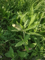 Silene latifolia