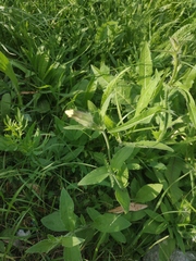Silene latifolia