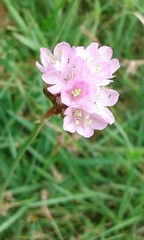 Armeria maritima elongata