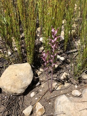 Lachenalia sessiliflora