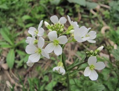 Cardamine tenera