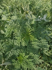 Ambrosia artemisiifolia