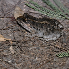 Leptodactylus macrosternum