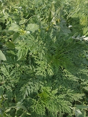 Ambrosia artemisiifolia