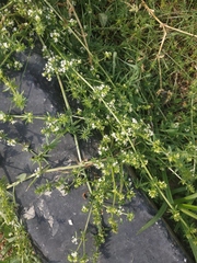 Galium humifusum