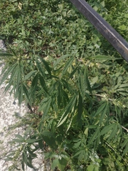Cannabis sativa