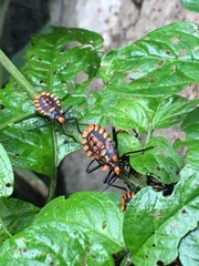 Spartocera pantomima