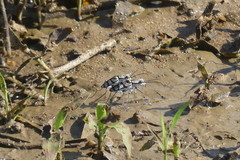 Chaetodera regalis