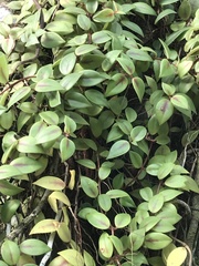 Codonanthopsis