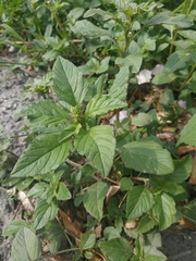 Amaranthus retroflexus