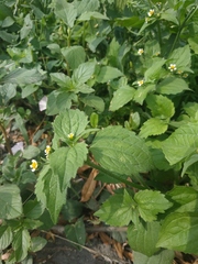 Galinsoga quadriradiata