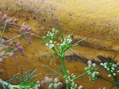 Cyclospermum leptophyllum