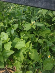 Galinsoga quadriradiata