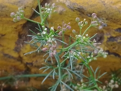 Cyclospermum leptophyllum