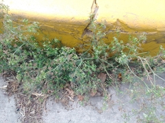 Cyclospermum leptophyllum
