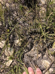 Senecio lycopodioides