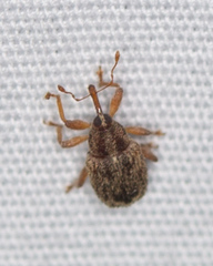 Lignyodes horridulus