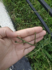 Cichorium intybus
