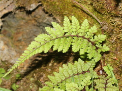 Athyrium tripinnatum
