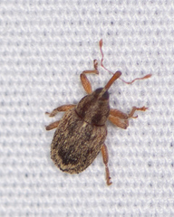 Lignyodes horridulus