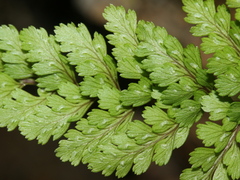 Athyrium tripinnatum