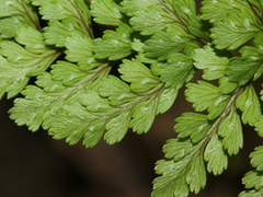 Athyrium tripinnatum
