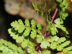Athyrium tripinnatum