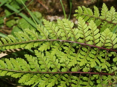 Athyrium tripinnatum