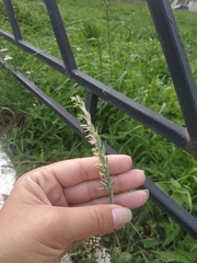 Elymus repens