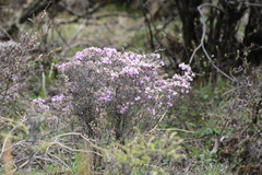 Rhododendron telmateium
