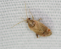 Hamatophylus guttulosus