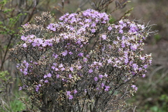 Rhododendron telmateium