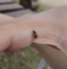 Astylus forcipatus