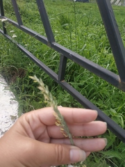 Elymus repens