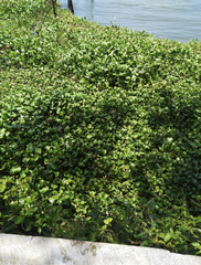 Pontederia crassipes