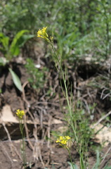 Conringia austriaca