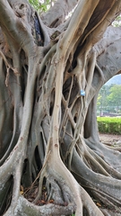 Ficus rumphii