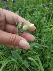 Silene latifolia