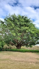 Ficus rumphii