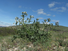 Crambe aspera