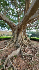 Ficus rumphii