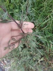 Artemisia