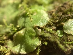 Lunularia cruciata