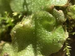 Lunularia cruciata