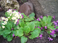 Primula × pruhonicensis