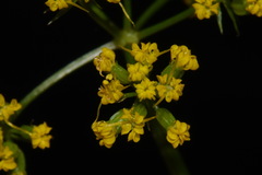 Cymopterus macdougalii