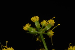 Cymopterus macdougalii