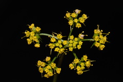 Cymopterus macdougalii