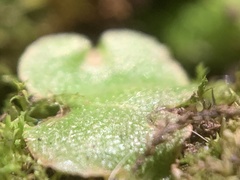 Lunularia cruciata