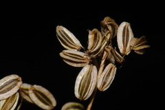 Cymopterus macdougalii